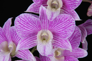 Den. Hawaii Stripes Diamond Orchids HCC 76 pts.